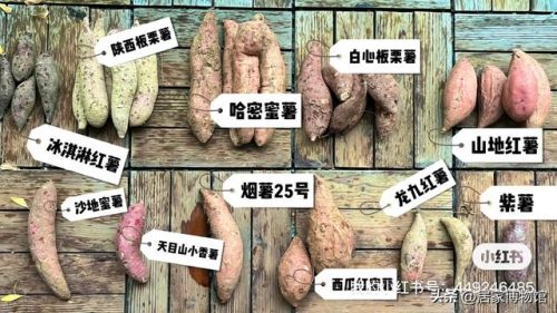 排名前十的红薯品种(不同品种红薯的特点)插图