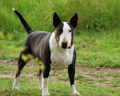 排名前十大恶犬(美国恶犬)插图