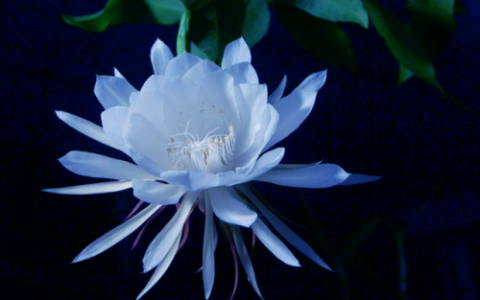 昙花的吃法和功效(昙花一次可以吃几朵)