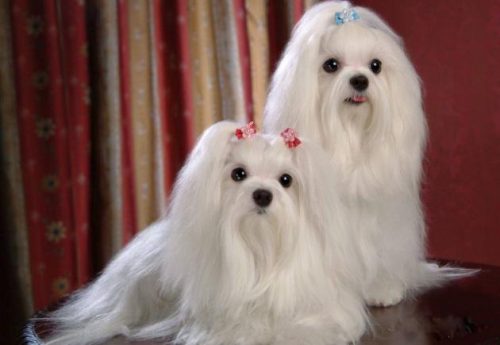 好看名犬品种排名前十(大型犬品种大全排行榜)插图4
