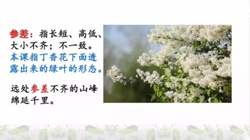 霜树尽空枝肠断丁香结(芭蕉不展丁香结同向春风各自愁)插图15