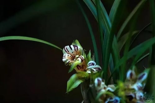 鲜花专用牌子排名前十(有没有比较好的鲜花品牌)插图24