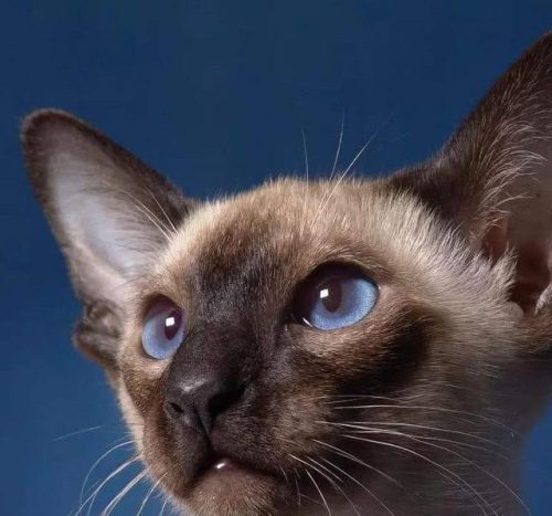 布偶猫品系排名前十(布偶属于什么档次的猫)插图3
