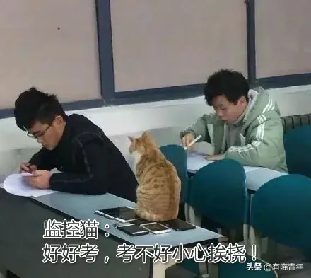 北大虐猫(北京大学学生流浪猫关爱协会)插图30