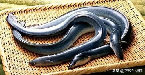 澳洲鳗鱼数量排名前十(澳洲野生淡水鳗鱼)插图4