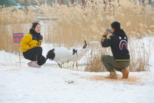 扎龙自然保护区(扎龙自然保护区放鹤放飞时间)插图9