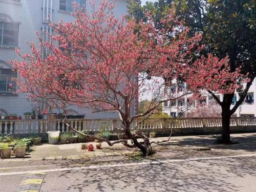 望城区中学排名前十(南康中学全国排名)插图22