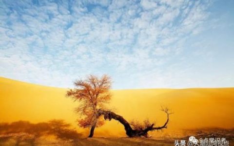 国内沙漠植物排名前十(沙漠植物纪录片)