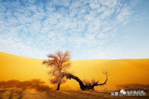 国内沙漠植物排名前十(沙漠植物纪录片)插图