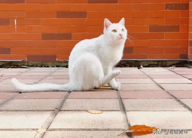 北大虐猫(北京大学学生流浪猫关爱协会)插图26
