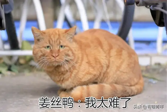 北大虐猫(北京大学学生流浪猫关爱协会)插图12