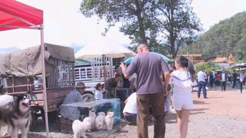 大理宠物餐厅排名前十(大理网红餐厅)插图7