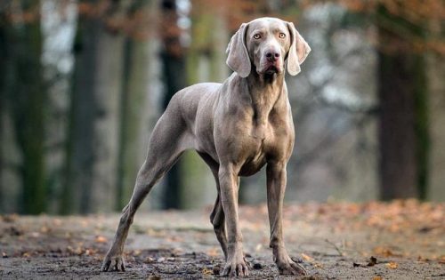 排名前十最好的犬(最通人性的犬排名)插图8