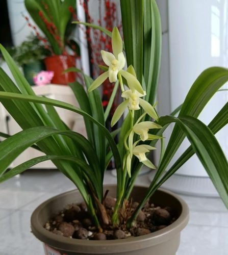 兰花直立品种排名前十(兰花哪个品种最好)插图1