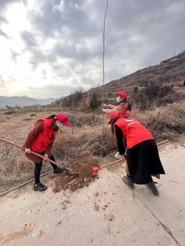 全球人工造林排名前十(植树造林人工价目表)插图1