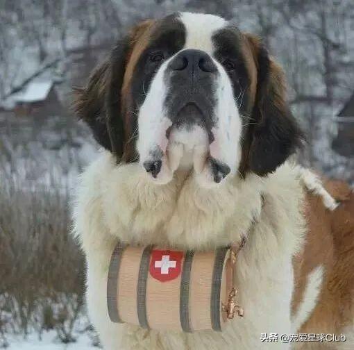 圣伯纳犬(圣伯纳犬电影)插图10