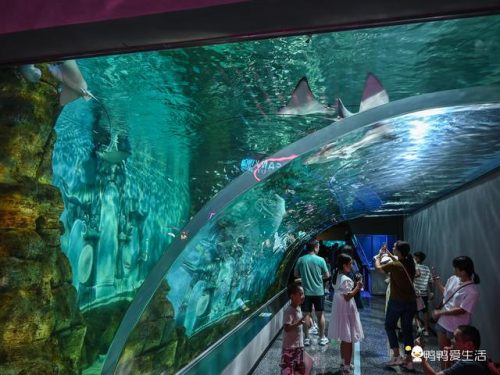 厦门海洋世界(厦门海上世界海洋王国门票)插图6