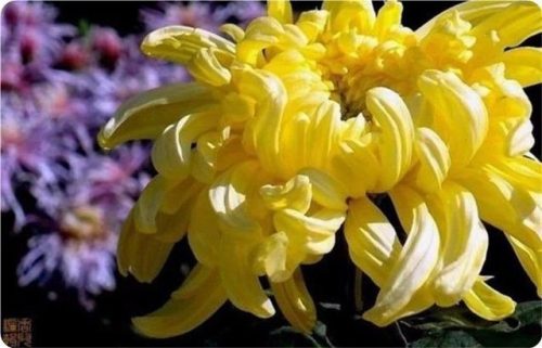 菊花图片大全(菊花图片怀念故人)插图25