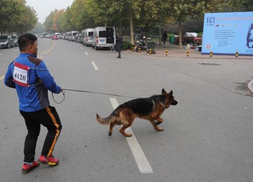 狗狗疫苗牌子排名前十(狗疫苗四联是什么)插图3