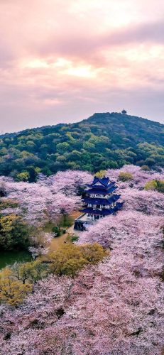 樱花图片(樱花树图片)插图6