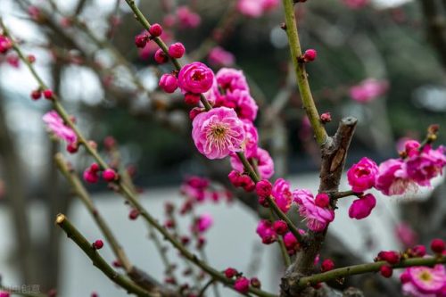 中国鲜花产地排名前十(中国三大鲜花产地)插图29
