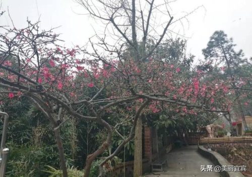 夤夜苞苴是什么意思(成语苞苴什么什么)插图5
