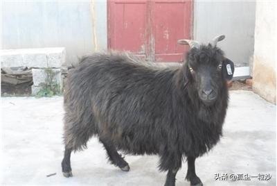 栖霞景区美食排名前十(烟台栖霞当地小吃)插图5