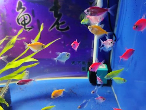 鹦鹉除虫喷雾排名前十(杀虫喷雾可以喷植物吗)插图2
