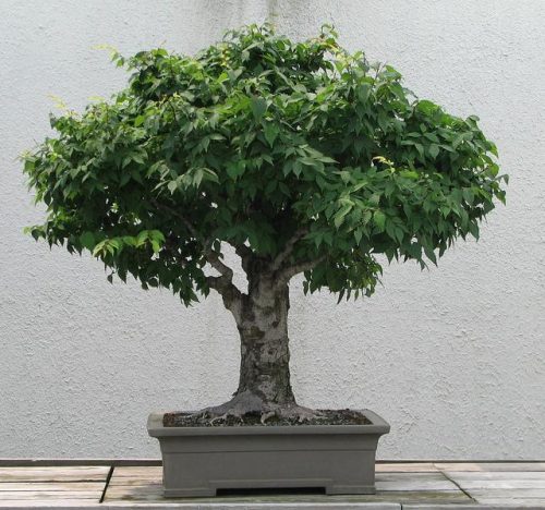福建家具树种排名前十(福建名贵家具树种)插图7