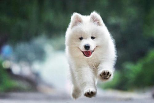 好看名犬品种排名前十(大型犬品种大全排行榜)插图