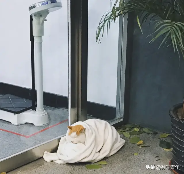 北大虐猫(北京大学学生流浪猫关爱协会)插图28