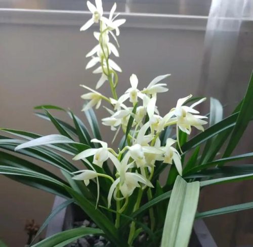 兰花直立品种排名前十(兰花哪个品种最好)插图28