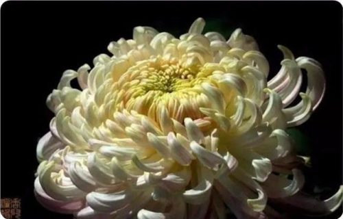 菊花图片大全(菊花图片怀念故人)插图7