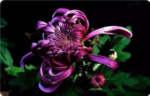 菊花图片大全(菊花图片怀念故人)插图2
