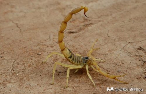 体型排名前十的蝎子(朗格多克蝎子)插图1