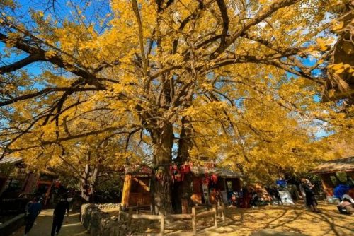 高黎贡山旅游(高黎贡小镇简介)插图37