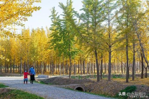 山东户外旅游排名前十(山东夕阳红旅游专列)插图15