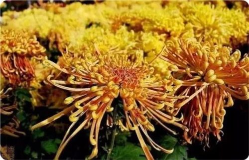 菊花图片大全(菊花图片怀念故人)插图26