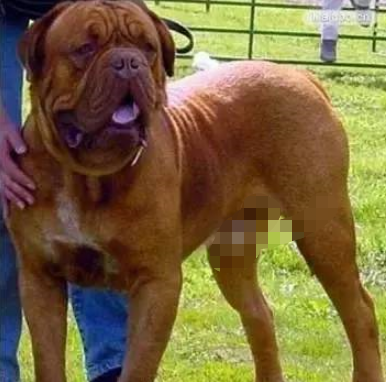 顶级巨型猛犬排名前十(十大巨型犬品种)插图8