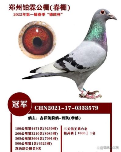 翔宇公棚赛鸽公棚春棚(翔宇赛鸽公棚秋棚)插图9