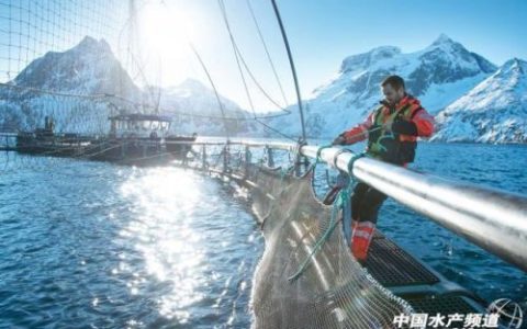 挪威水产行业排名前十(水产行业报告)