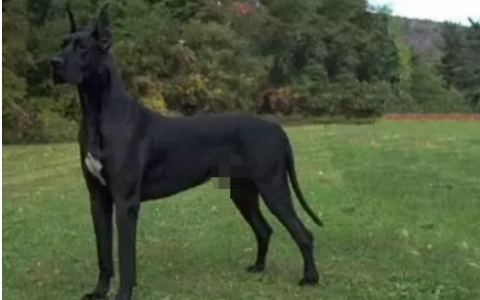 顶级巨型猛犬排名前十(十大巨型犬品种)