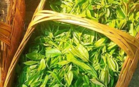 绿茶品牌大师排名前十(世界顶级茶叶品牌)