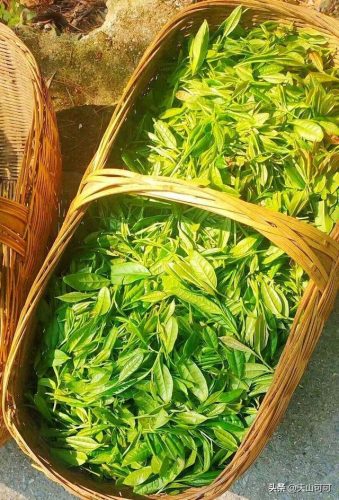 绿茶品牌大师排名前十(世界顶级茶叶品牌)插图