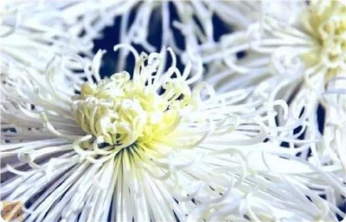 菊花图片大全(菊花图片怀念故人)插图36