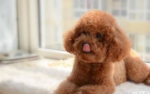 伤人排名前十的犬(什么犬打架最厉害)