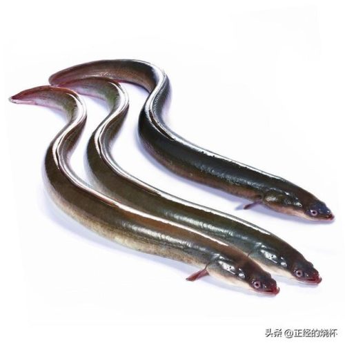 澳洲鳗鱼数量排名前十(澳洲野生淡水鳗鱼)插图6