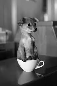 茶杯贵宾犬(最小的小型犬)插图2
