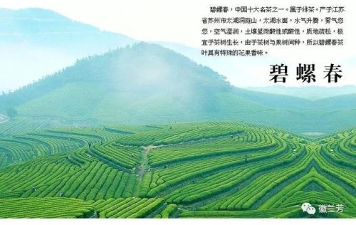 中国茶市(新昌中国茶市)插图1