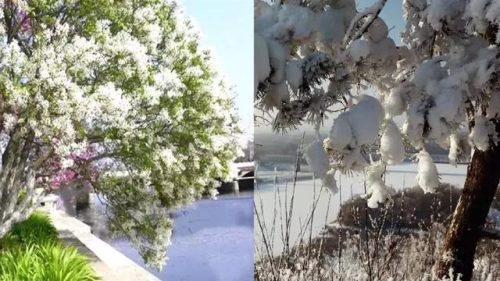 霜树尽空枝肠断丁香结(芭蕉不展丁香结同向春风各自愁)插图32